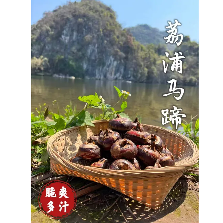 正宗广西荔浦 马蹄 荸荠 脆爽多汁【荔浦直发】新鲜现挖现发