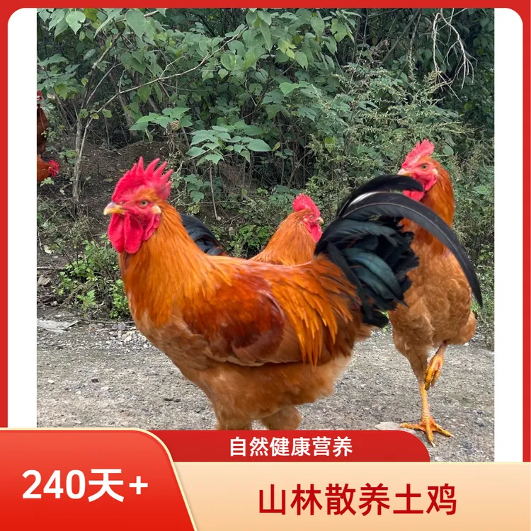 【矿物质土鸡】（单只）土豆焖鸡粉皮焖鸡黄焖鸡不土包退坏了包赔