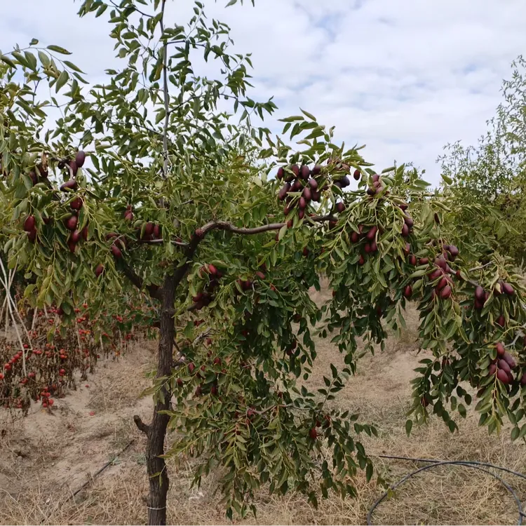 树荫长枣，口感软糯甜，京东空运
