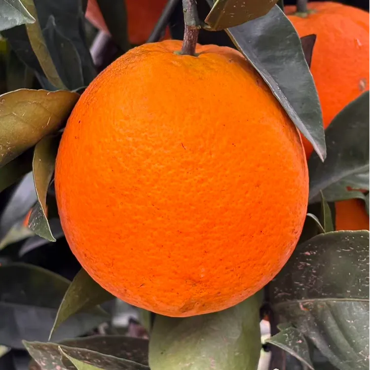 重庆脐橙，自然成熟、现摘现发