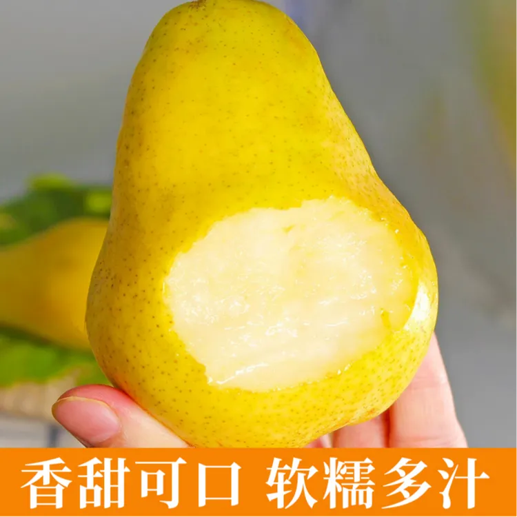 庆阳香蕉梨，产地直采包邮（收到放黄吃味道更佳）