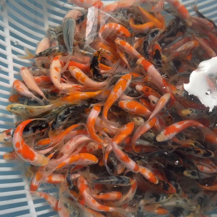 精品小锦鲤批发红白大正昭和绯写