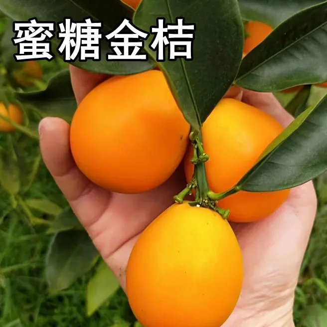 蜜糖金桔苗树南北方地栽嫁接橘子苗桔子树苗盆栽四季金橘庭院种植