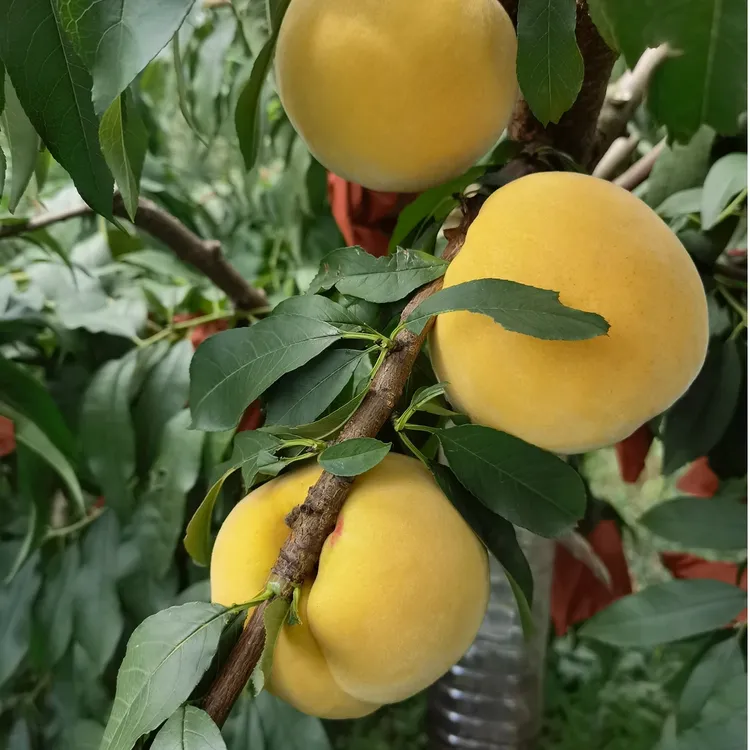 晚熟黄桃苗  晚金秋黄桃树苗  8.9月成熟