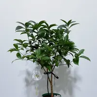 【花好月圆】金桂花树室内花卉绿植浓香型办公室植物四季金桂开花