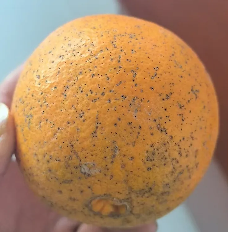 【赣州发货】榨汁果卡拉卡拉红橙（不保个头不保画皮）卡拉卡拉