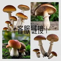 1【客-服-链-接-勿-拍】净含量：500g【阿徐现收】