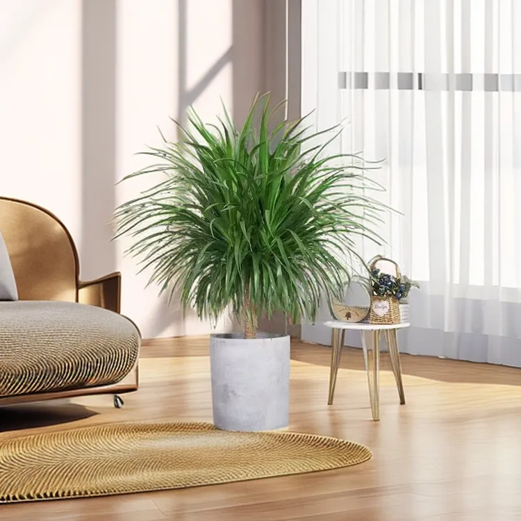 80 - 100CM龙血树盆栽带白盆适合客厅办公室的老桩盆景