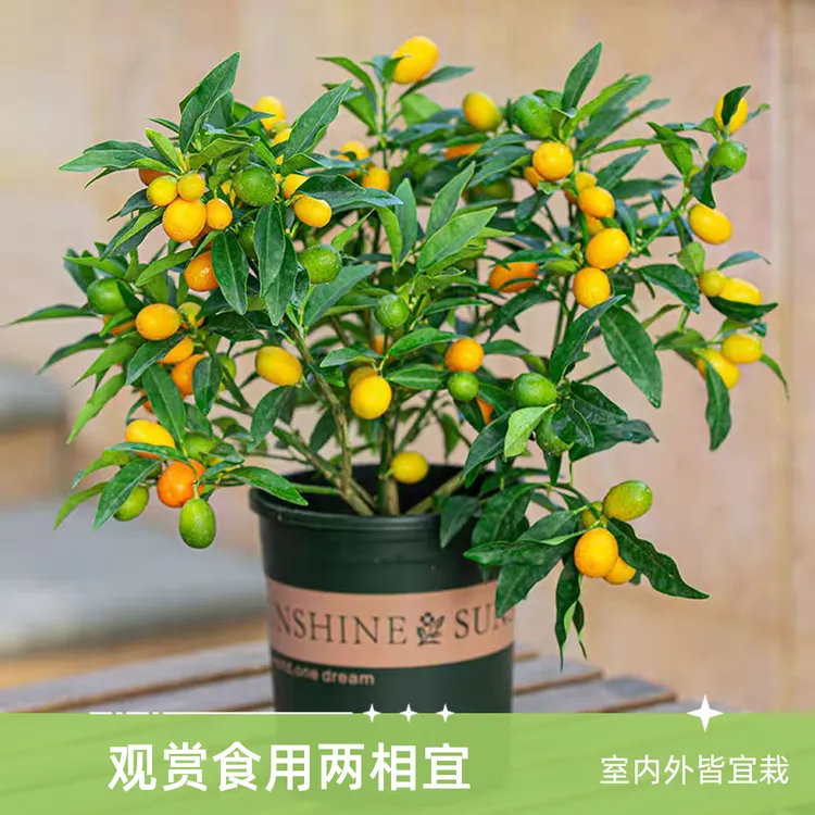 脆皮金桔树苗盆栽带果室内客厅招财植物室外耐寒花卉绿植橘子盆景