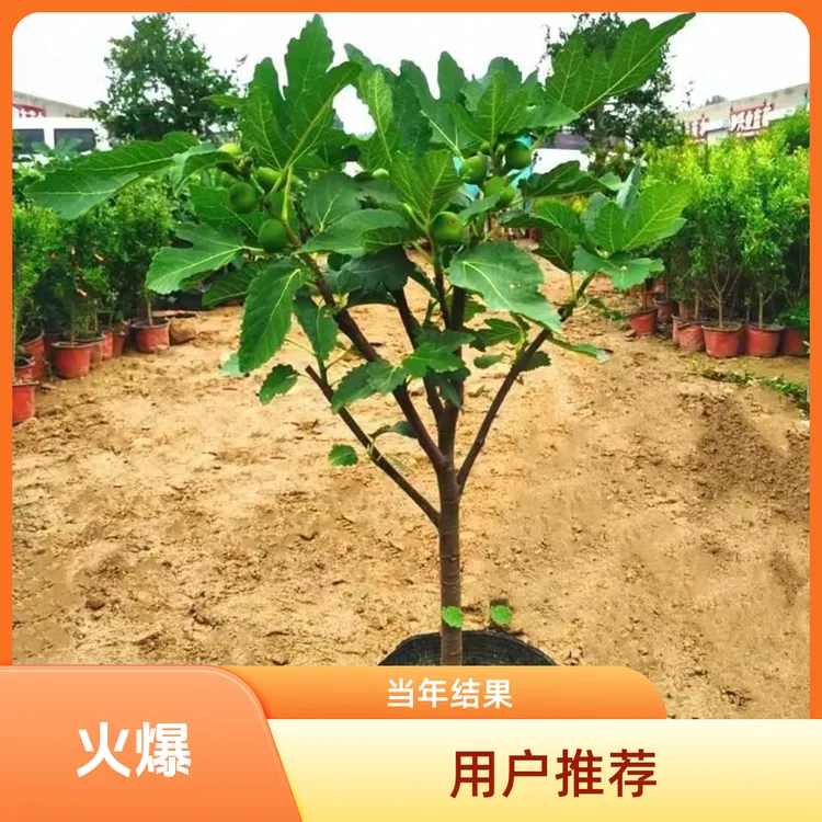 特大无花果苗树带土当年结果盆地栽南方北方庭院种植无花果大树苗