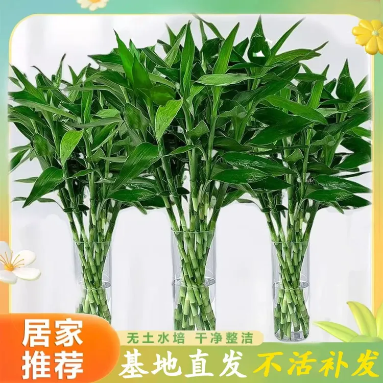 【精品优选✅】富贵竹水养办公室绿植盆栽室内客厅专用净化空气植物