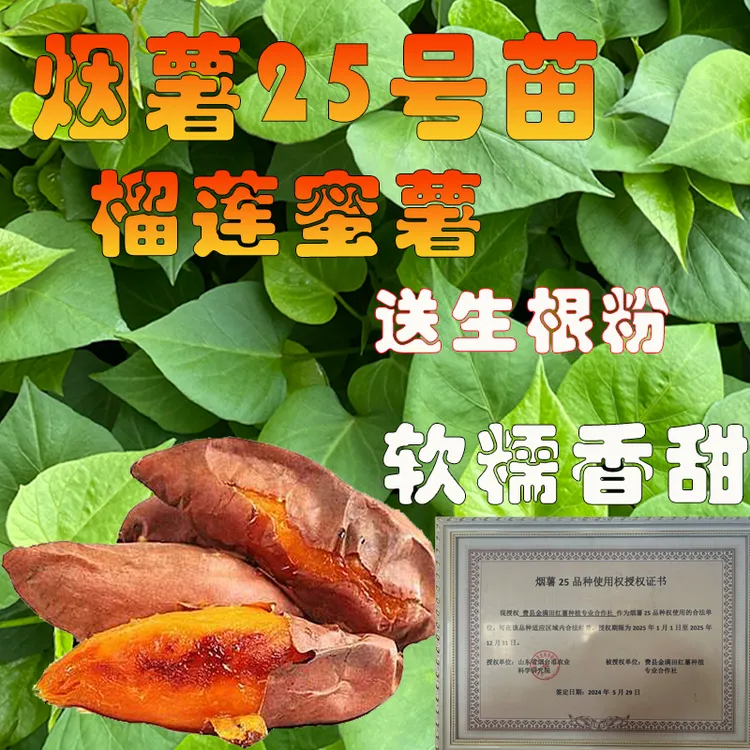 榴莲蜜薯苗烟薯25号蜜薯苗西瓜红紫蜜薯板栗红薯苗淀粉番薯苗