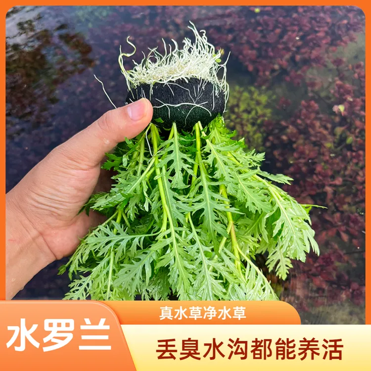 水罗兰懒人新手鱼缸造景水坨草水草真水草沉水生长阴性水草植物