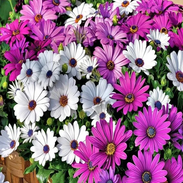 【万寿菊种子】万寿菊四季种植耐寒景观庭院花卉种籽