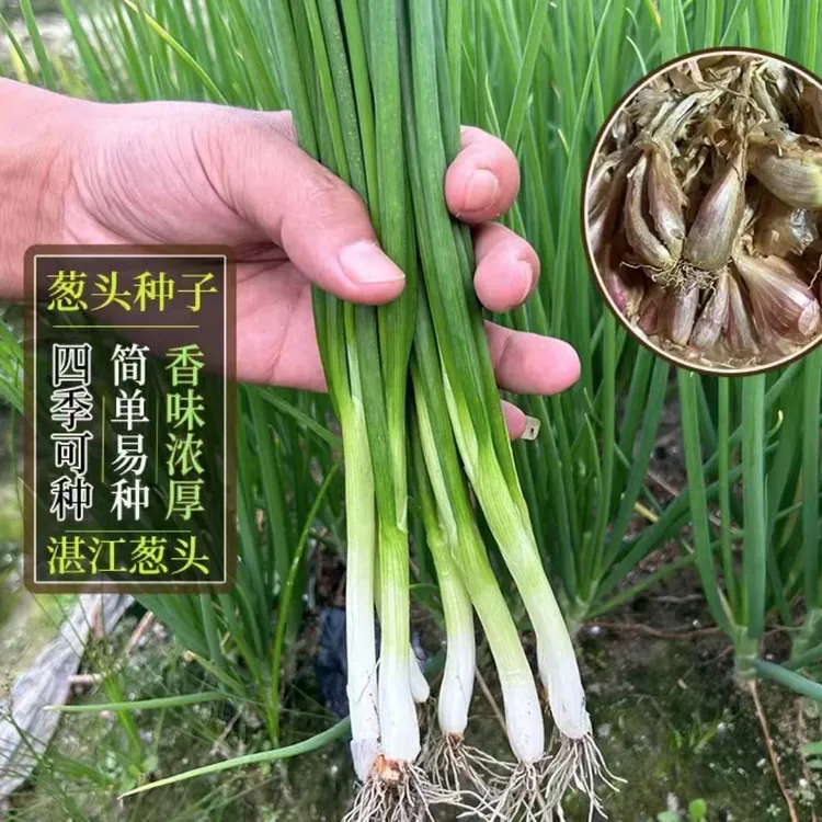 湛江白铁杆四季小香葱3~7天左右不发芽包赔