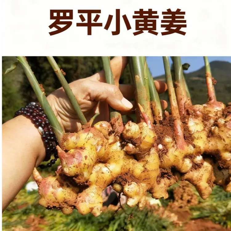 高原姜云南高山小黄姜生姜鲜姜
