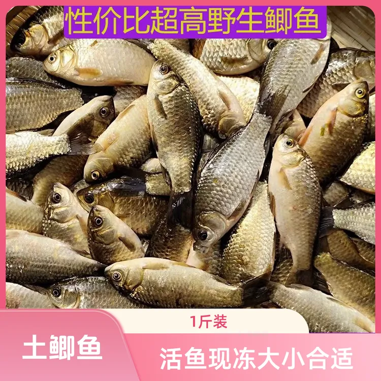 新鲜野生小鲫鱼宠物饲料鱼猫咪雷龙乌龟活鱼速冻未去内脏便宜