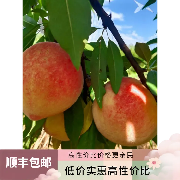 古田水蜜桃口感脆甜新鲜应季水果