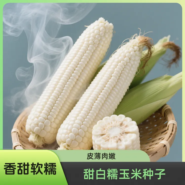 【甜白糯玉米种】【国审禾盛糯1512】厂家直发 棒大无渣春季夏季播种