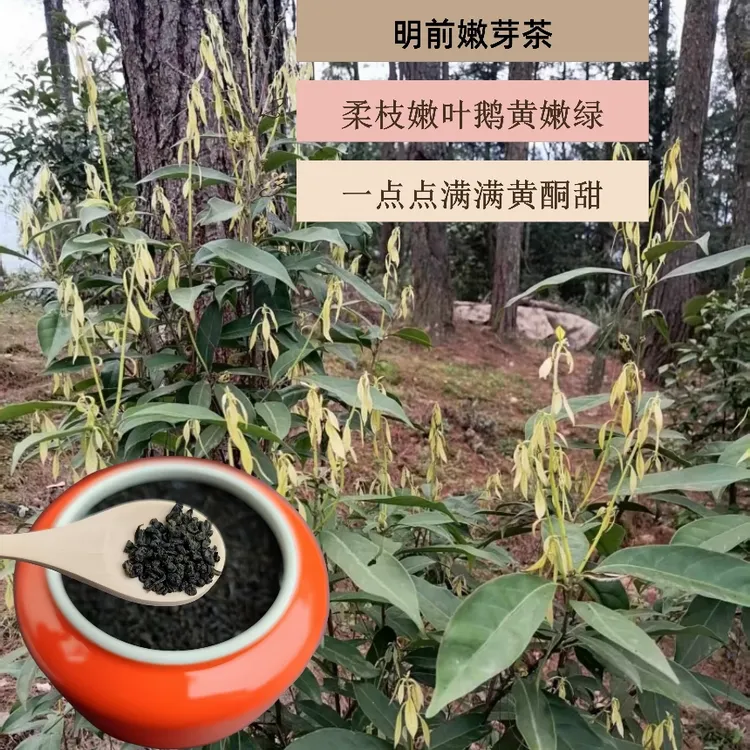 木姜叶柯多穗石柯玉叶石柯美康王茶重庆梁平特产甜茶叶明前嫩芽叶