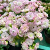 【李先生】浪漫樱花~长寿花室内盆栽四季开花植物