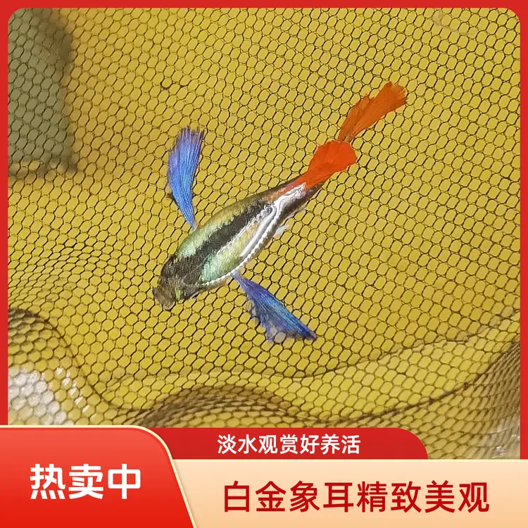 白金象耳F1花蝴蝶孔雀鱼热带小型淡水精品观赏鱼好养耐活家养繁殖