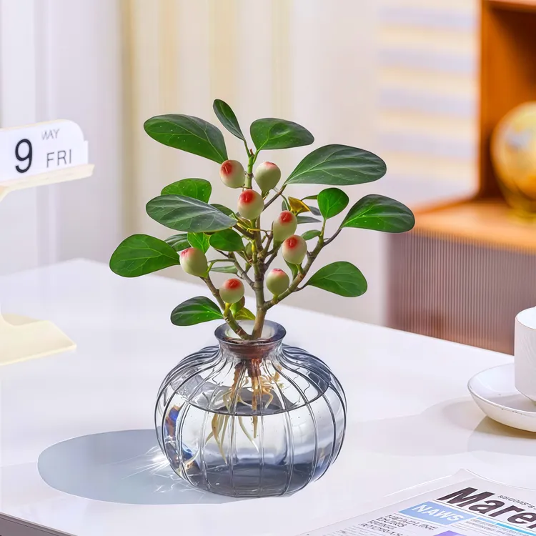 水培植物带果小盼菩提树苔藓球植物办公客厅室内桌面绿植四季盆景