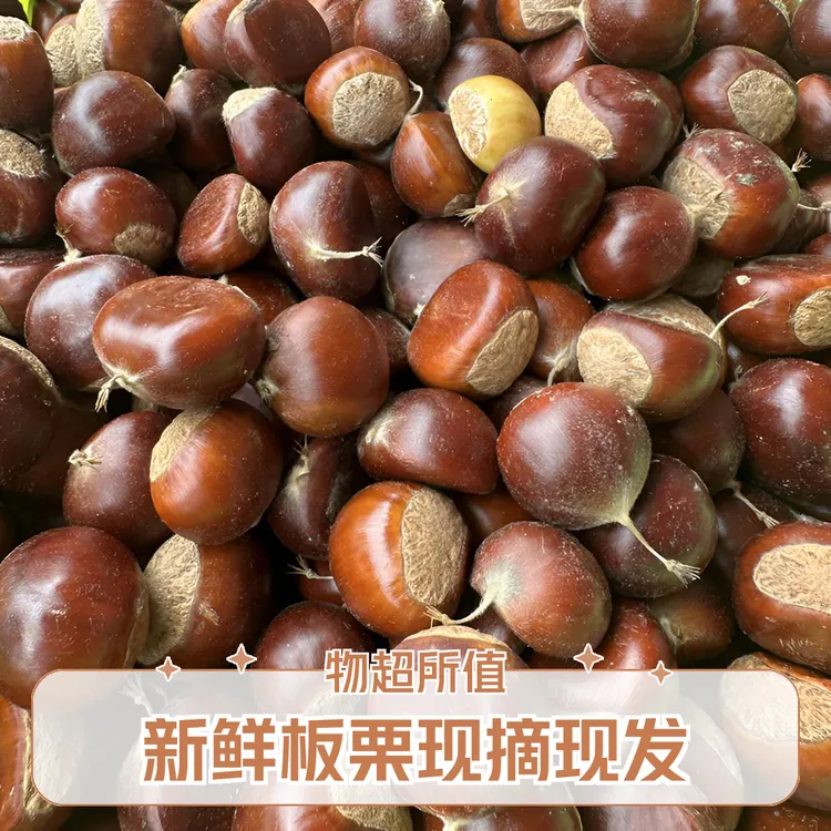 贵州紫云野生新鲜板栗