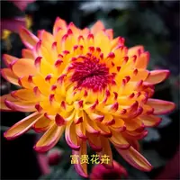 【变色菊】大花富贵菊九月菊花苗盆栽适合室内外庭院阳台种植