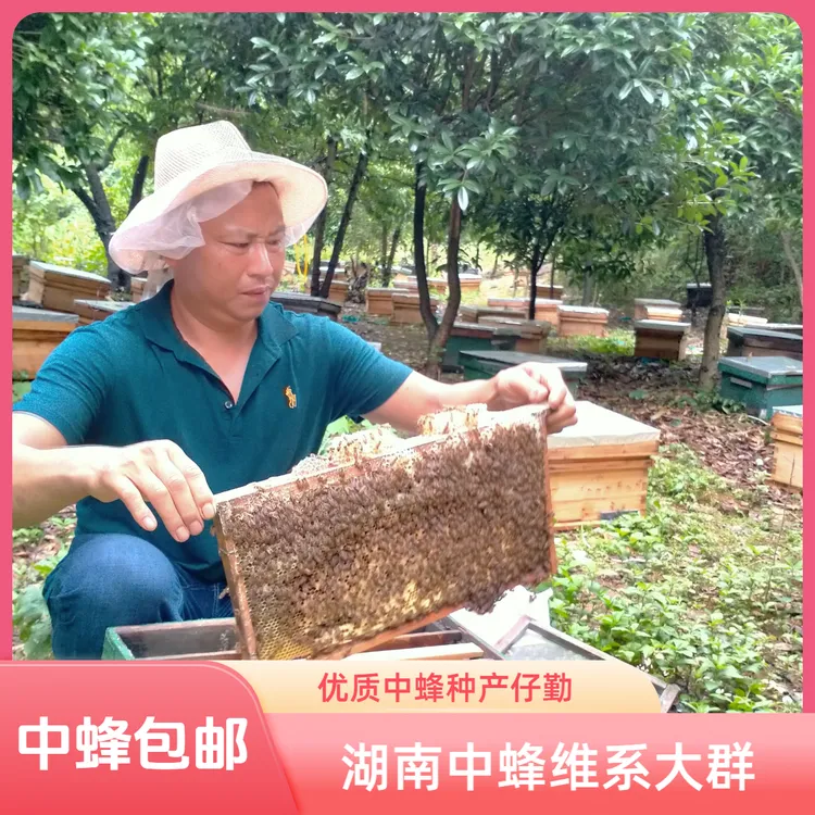 中蜂工蜂 中华土蜂补群合群用 中蜂土养群笼蜂 蜜蜂笼木框发货