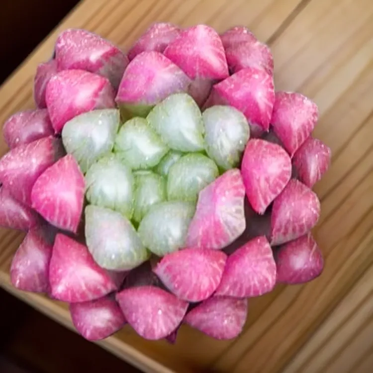 超萌玉露粉黛桃夭室内盆栽稀有十二卷花卉植物高颜值多肉玉露