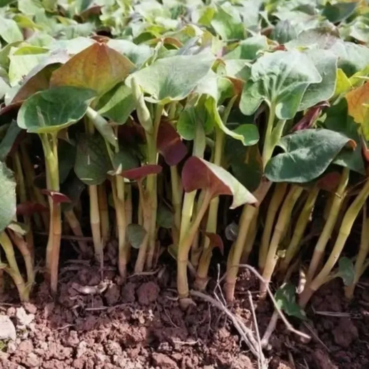 【鱼腥草折耳根种子】四季种植阳台庭院盆栽地载泡沫箱蔬菜种植