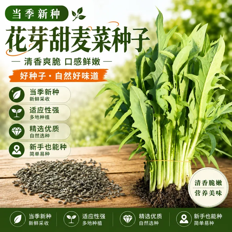 【花芽甜麦菜种子】家庭阳台庭院种植四季可种易栽易活蔬菜籽商品图