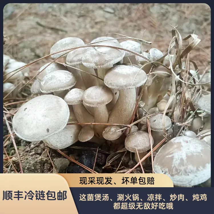【顺丰包邮】云南高山鲜巢穴鸡枞菌鹿茸菇一窝羊一窝菌现采鲜摘现发