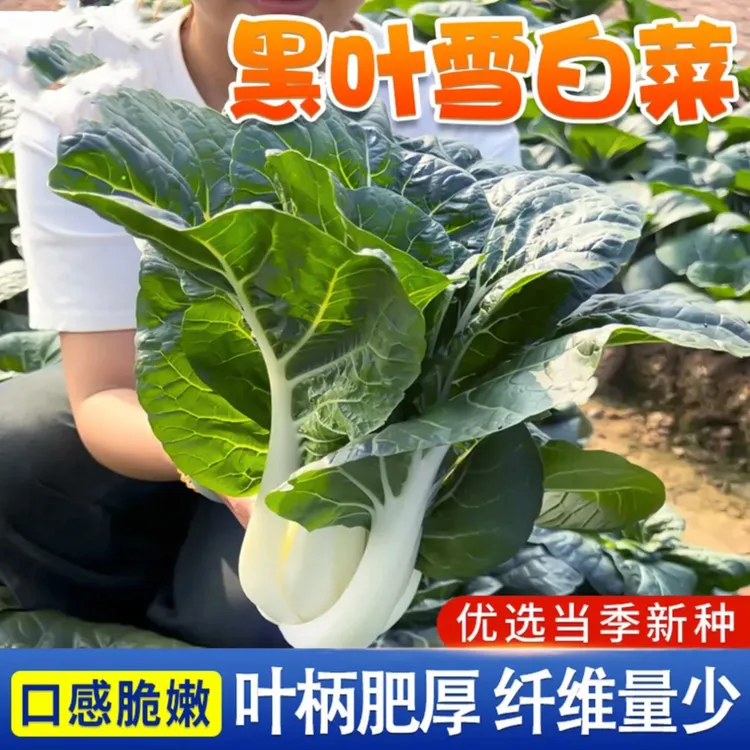 【黑叶雪白菜种子】黑叶雪白菜种籽大全四季种植