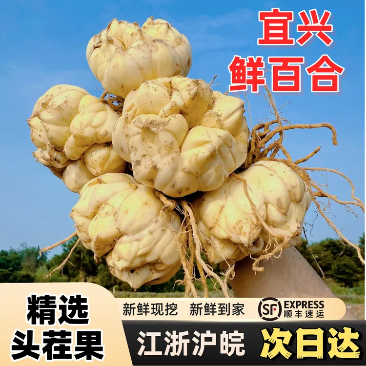 【顺丰包邮】宜兴鲜百合卷丹百合龙牙新鲜食用大百合