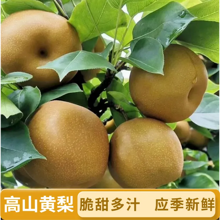 【高山黄花梨】湖南黄花梨湘西高山露天梨清甜多汁应季水果
