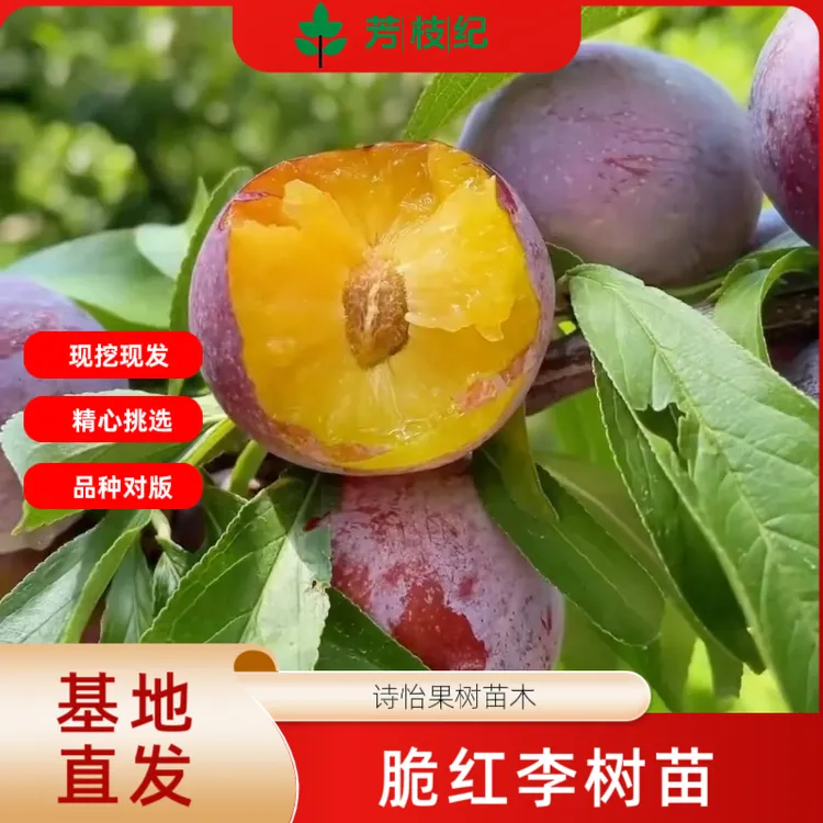 正宗脆红李树苗嫁接苗四季盆栽地栽南北方种植晚熟脆正宗现挖现发