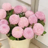 【黄梦宇】粉色乒乓菊鲜花全场鲜花任意满两单及以上送货上门