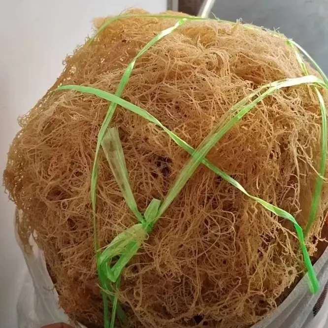 商用淡干全干龙须菜无盐特级纯干鹿角菜饭店卤菜凉拌菜干货批发