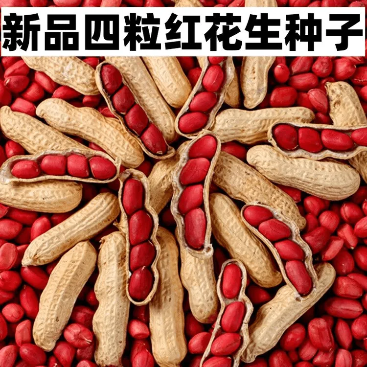 薄皮四粒红花生种子耐旱高产带壳生新品种四粒红花生种子自然晒干