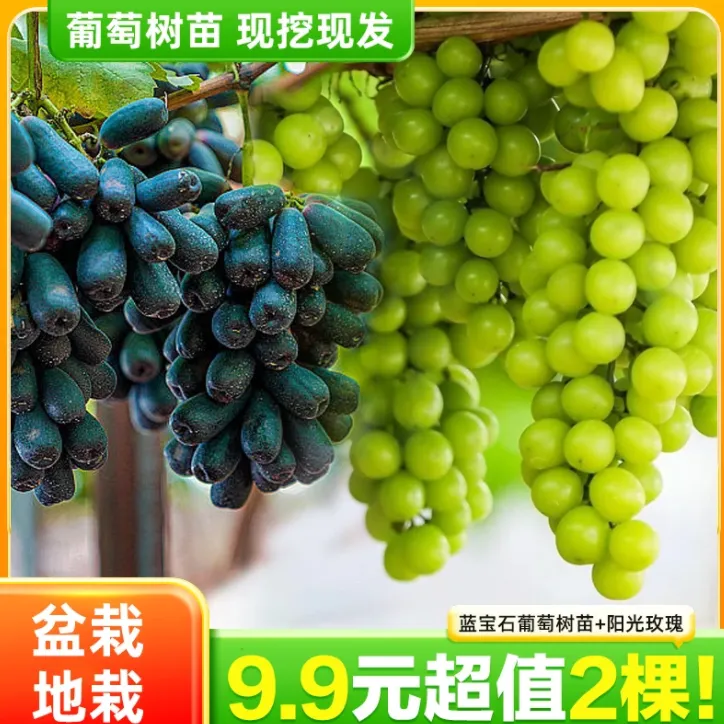 【9·9抢！2棵】葡萄树苗阳光玫瑰蓝宝石易活种植南北方盆栽地载
