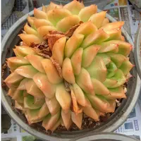 120#3-4头黄金皇后（7-9cm）脱土