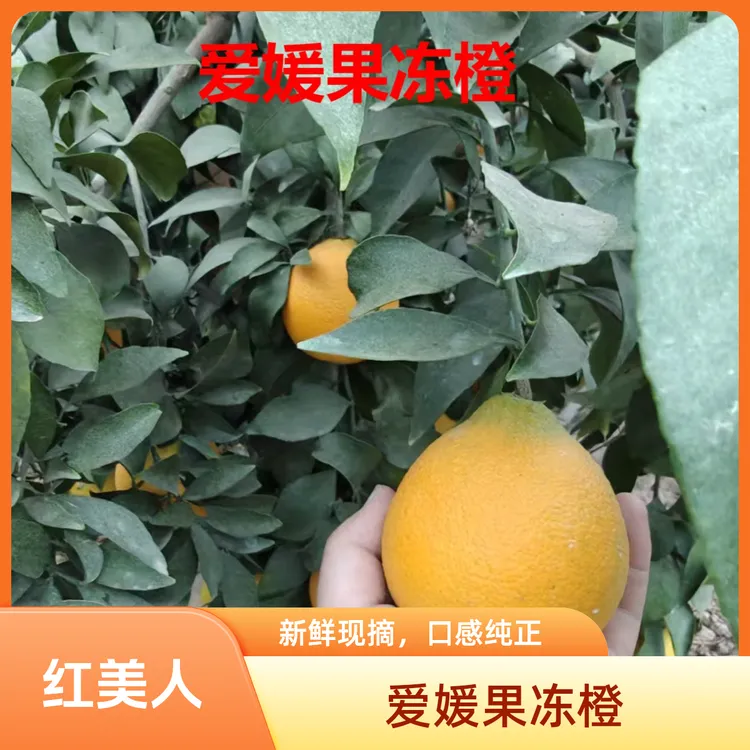 爱媛38号果冻橙红美人金秋砂糖橘密广橘子新鲜现摘合作社果园直发