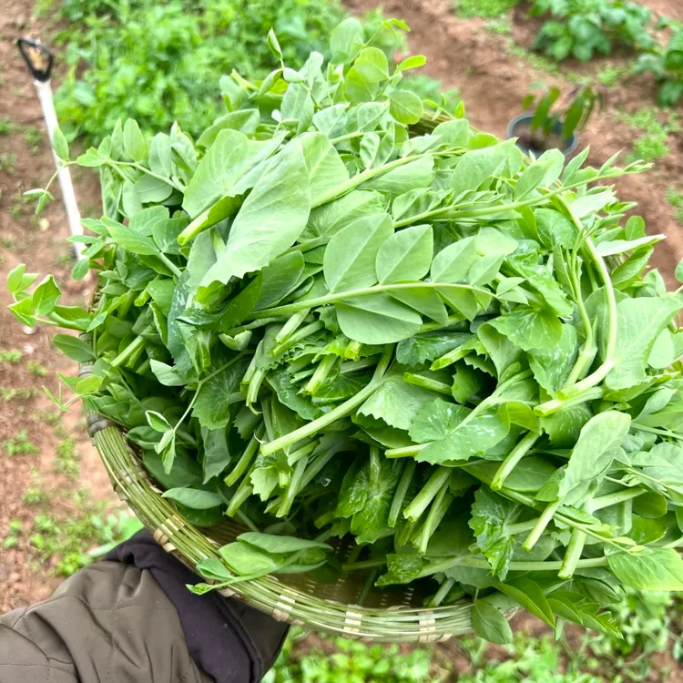 【新鲜豌豆荚】生态种植豌豆荚新鲜现采现发豌豆尖
