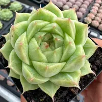 7#旋转木马多肉植物 前男友精品多肉SM1183