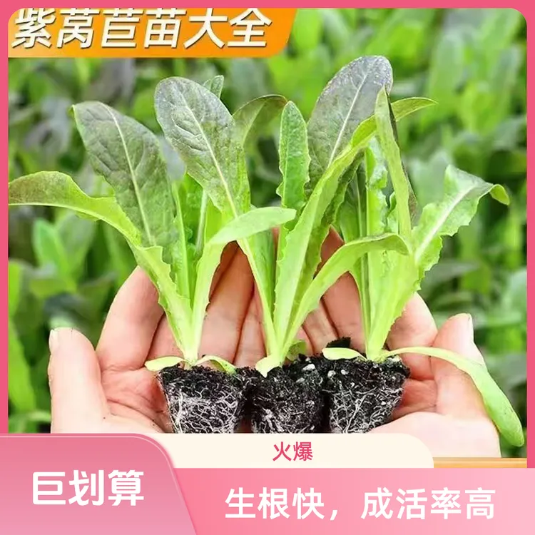 青莴苣红莴苣四季红皮莴笋苗耐寒耐热农家蔬菜苗适合阳台庭院种植