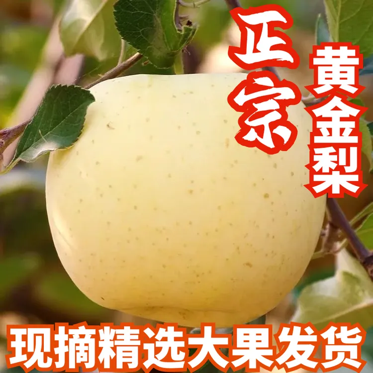 苍溪黄金梨新鲜水果 六月雪当季水果包邮9斤大果助农