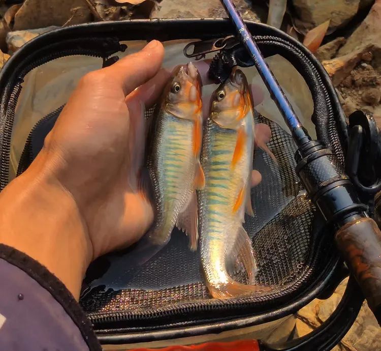 广西激流马口溪流原生鱼