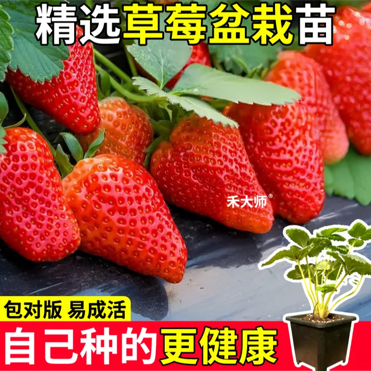 四季红颜草莓苗原土原盆大果玄玉天使ae奶油丹东99黑白红盆栽阳台